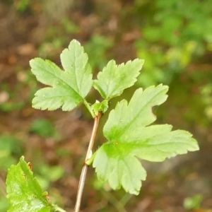 Photographie n°2120272 du taxon Ribes alpinum L. [1753]