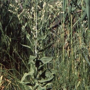 Photographie n°2120340 du taxon Lepidium latifolium L. [1753]