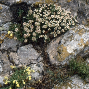 Photographie n°2120352 du taxon Iberis saxatilis L. [1756]