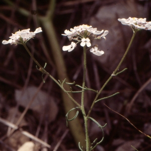 Photographie n°2120354 du taxon Iberis pinnata L. [1755]