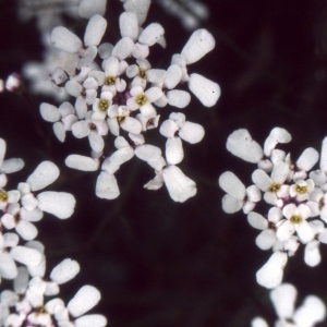 Photographie n°2120356 du taxon Iberis pinnata L. [1755]