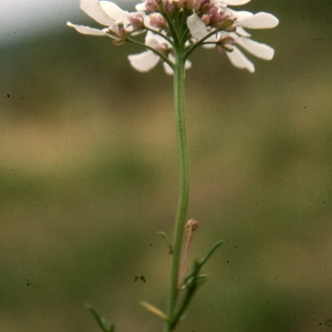 Photographie n°2120357 du taxon Iberis pinnata L. [1755]