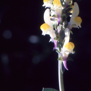 Photographie n°2120360 du taxon Linaria triphylla (L.) Mill. [1768]