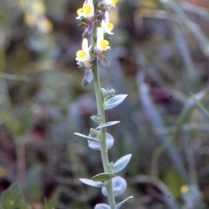 Photographie n°2120361 du taxon Linaria triphylla (L.) Mill. [1768]