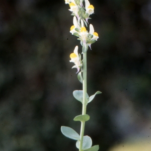 Photographie n°2120362 du taxon Linaria triphylla (L.) Mill. [1768]