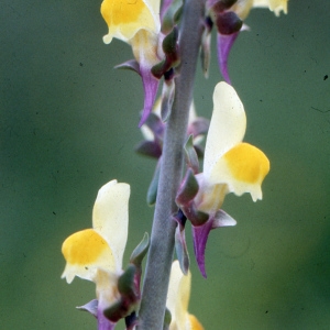 Antirrhinum triphyllum L. (Linaire à feuilles par trois)