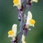  Liliane Roubaudi - Linaria triphylla (L.) Mill. [1768]