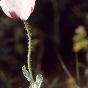 Photographie n°2120367 du taxon Papaver somniferum L. [1753]