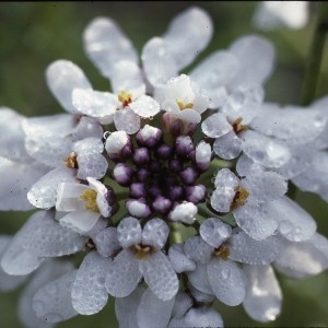 Photographie n°2120393 du taxon Iberis pinnata L. [1755]