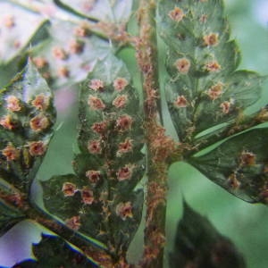 Photographie n°2120399 du taxon Polystichum setiferum (Forssk.) T.Moore ex Woyn. [1913]