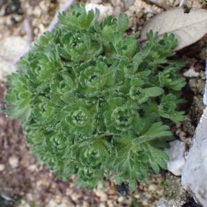 Photographie n°2120402 du taxon Saxifraga cebennensis Rouy & E.G.Camus [1901]