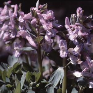 Photographie n°2120404 du taxon Corydalis solida (L.) Clairv. [1811]