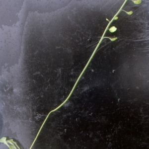 Photographie n°2120422 du taxon Teesdalia nudicaulis (L.) R.Br. [1812]
