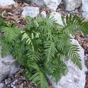 Photographie n°2120425 du taxon Polypodium cambricum L. [1753]