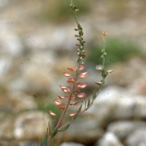 Photographie n°2120429 du taxon Thlaspi arvense L. [1753]