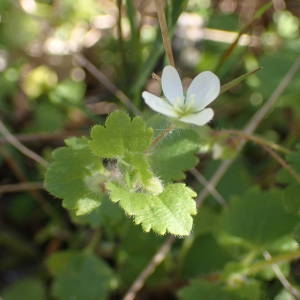 Photographie n°2120483 du taxon Veronica cymbalaria Bodard [1798]