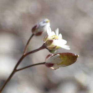 Photographie n°2120505 du taxon Draba verna L. [1753]