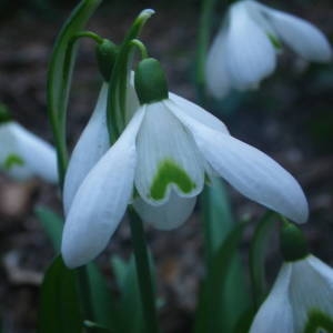 Photographie n°2120553 du taxon Galanthus nivalis L. [1753]