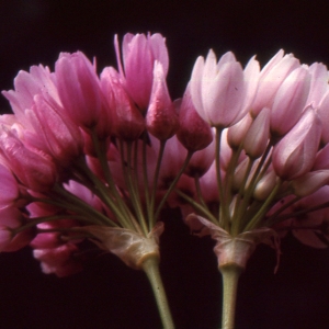 Photographie n°2120576 du taxon Allium roseum L. [1753]