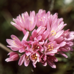 Photographie n°2120579 du taxon Allium roseum L. [1753]