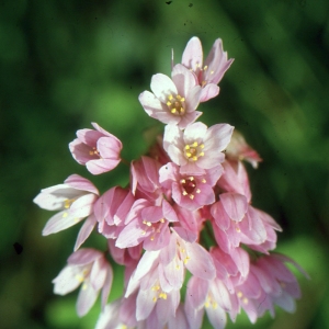 Photographie n°2120582 du taxon Allium roseum L. [1753]