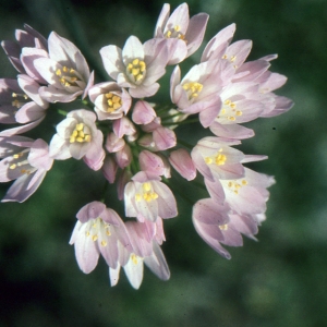 Photographie n°2120583 du taxon Allium roseum L. [1753]