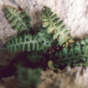 Asplenium jahandiezii (Litard.) Rouy (Asplénium de Jahandiez)