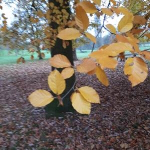 Photographie n°2120668 du taxon Fagus sylvatica L. [1753]