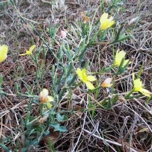 Photographie n°2120678 du taxon Lactuca viminea (L.) J.Presl & C.Presl [1819]