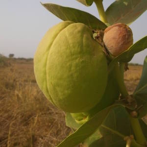 Photographie n°2120730 du taxon Calotropis procera (Aiton) W.T. Aiton