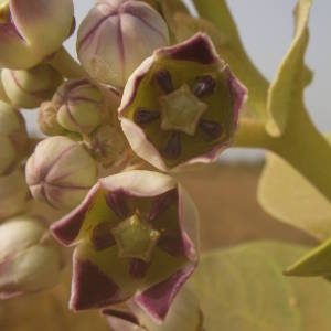 Photographie n°2120734 du taxon Calotropis procera (Aiton) W.T. Aiton