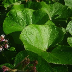 Photographie n°2120739 du taxon Petasites pyrenaicus (L.) G.López [1986]