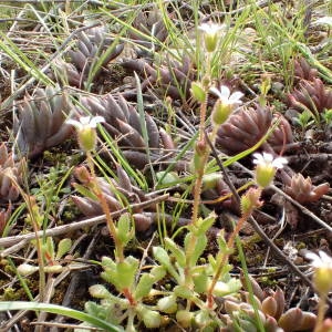 Photographie n°2120799 du taxon Saxifraga tridactylites L. [1753]