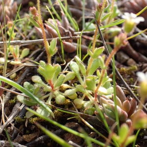 Photographie n°2120800 du taxon Saxifraga tridactylites L. [1753]