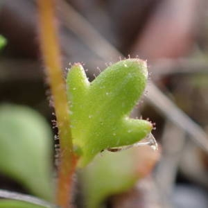 Photographie n°2120801 du taxon Saxifraga tridactylites L. [1753]