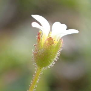 Photographie n°2120802 du taxon Saxifraga tridactylites L. [1753]