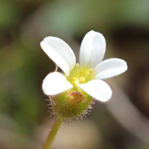 Photographie n°2120803 du taxon Saxifraga tridactylites L. [1753]