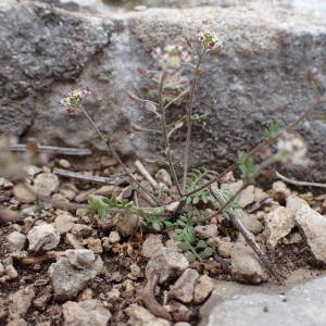 Photographie n°2120809 du taxon Hornungia petraea (L.) Rchb. [1838]