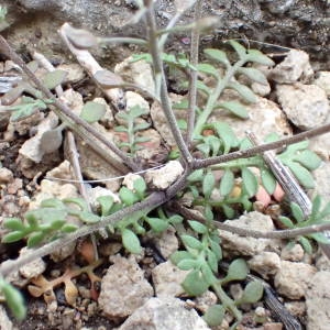 Photographie n°2120810 du taxon Hornungia petraea (L.) Rchb. [1838]