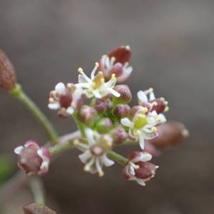 Photographie n°2120811 du taxon Hornungia petraea (L.) Rchb. [1838]