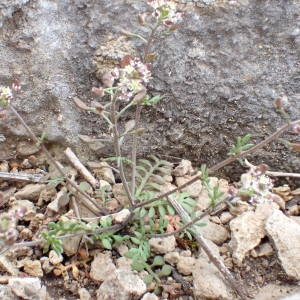 Photographie n°2120812 du taxon Hornungia petraea (L.) Rchb. [1838]