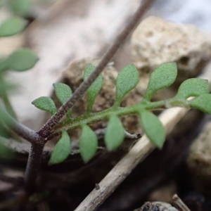 Photographie n°2120813 du taxon Hornungia petraea (L.) Rchb. [1838]