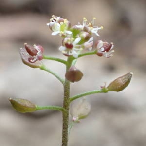 Photographie n°2120814 du taxon Hornungia petraea (L.) Rchb. [1838]