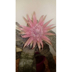 Aechmea fasciata (Lindl.) Baker