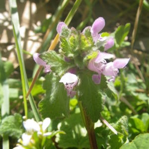 Photographie n°2120852 du taxon Lamium purpureum L. [1753]