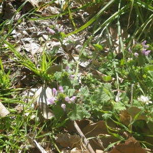 Photographie n°2120853 du taxon Lamium purpureum L. [1753]