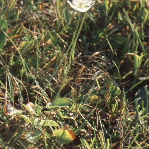 Photographie n°2120888 du taxon Parnassia palustris L. [1753]