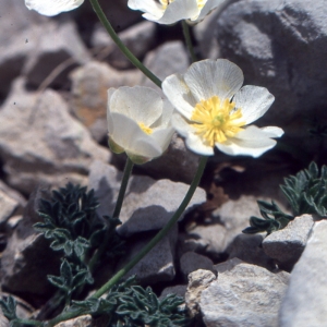 Photographie n°2120895 du taxon Ranunculus seguieri Vill. [1779]