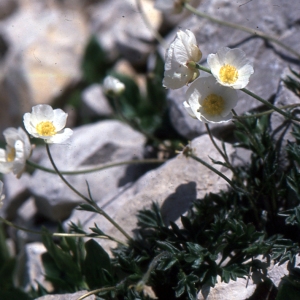 Photographie n°2120896 du taxon Ranunculus seguieri Vill. [1779]