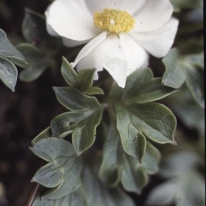 Photographie n°2120900 du taxon Ranunculus seguieri Vill. [1779]